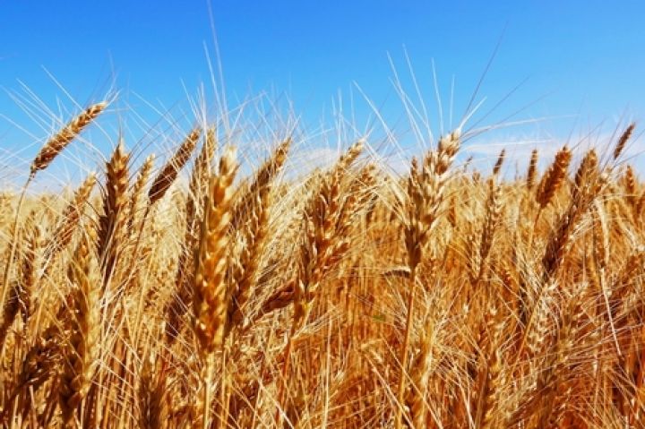 Пшеница на мировых рынках продолжает дорожать