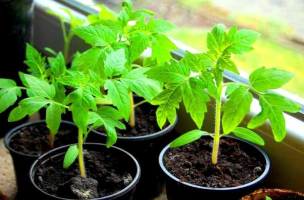 Рассада томатов: когда сеять и как выращивать
