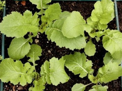 Репа: как сажать и выращивать растение на даче