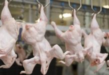 Россельхознадзор расширил возможности для российских экспортеров мяса птицы во Вьетнам