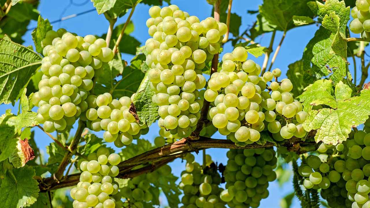 Россия запретила ввоз саженцев молдавского винограда