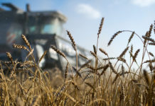 Российская пшеница обошла по стоимости нефть