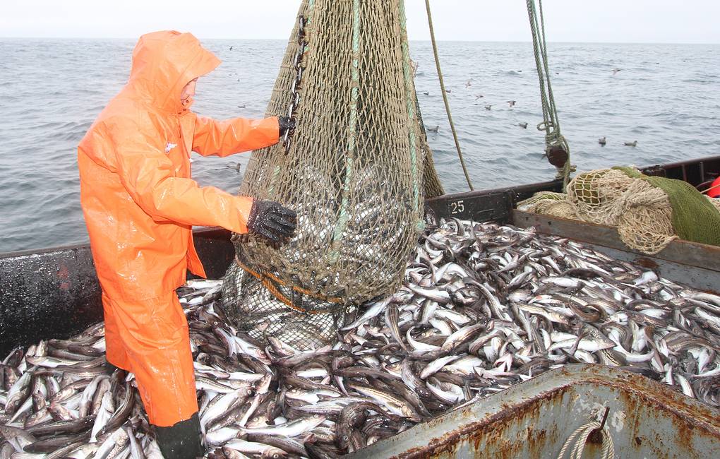 Рыбопромышленников в ДФО начали штрафовать за минтай