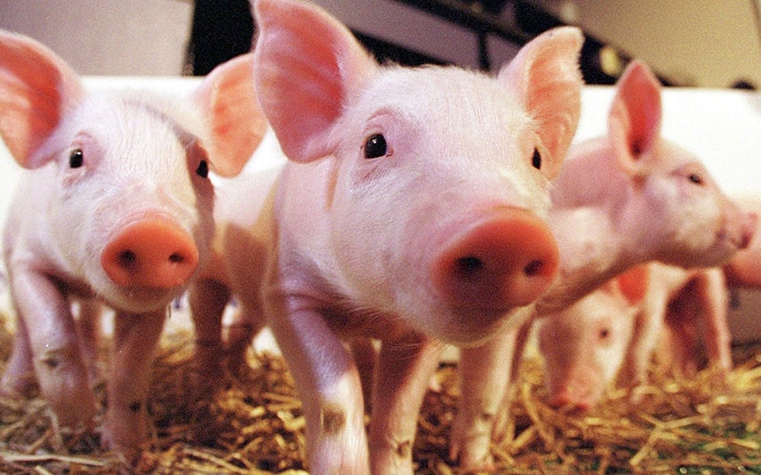 С начала 2020 года в Приморье выросло поголовье свиней и птицы
