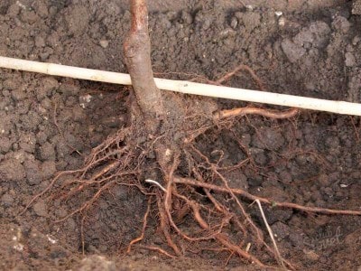 Слива: как правильно посадить и вырастить дерево