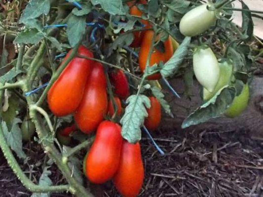 Сорта карликовых томатов