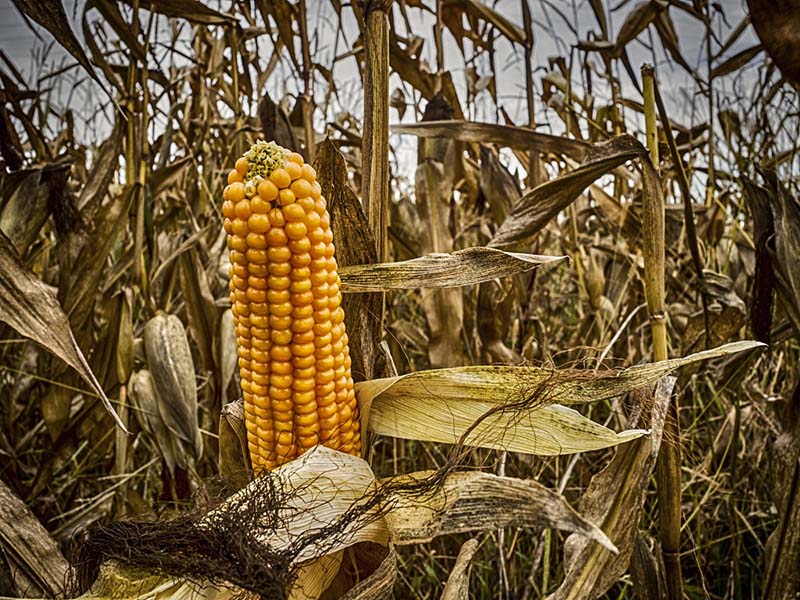 В чернобыльской зоне отчуждения обнаружены нелегальные поля кукурузы