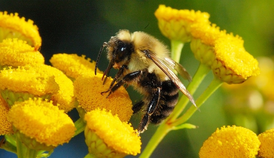 В Курской области пчёлам выдают паспорта и отправляют на медосмотры