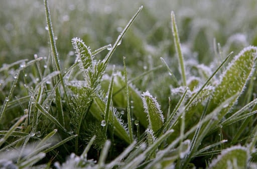 В МЧС Крыма прогнозируют гибель сельхозкультур из-за заморозков