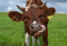 В Ростовской области выявили бруцеллез у восьми коров