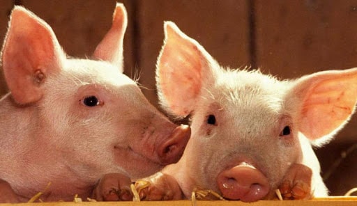 В Югре может исчезнуть собственная свинина