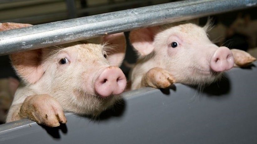Вспышка африканской чумы свиней зафиксирована на Кубани