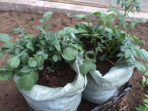 Выращивание картофеля в мешках: уход и сбор урожая