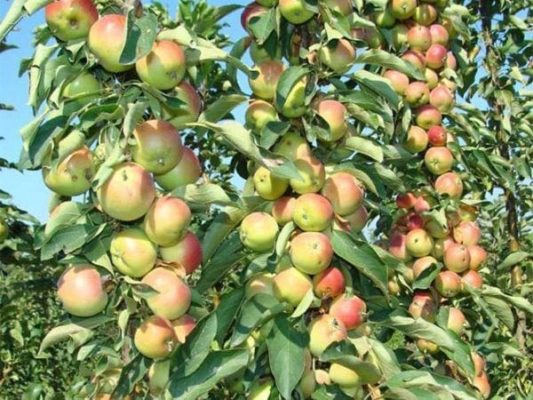 Выращивание колоновидных яблонь: посадка и уход