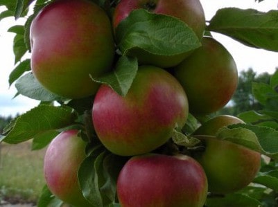 Выращивание колоновидных яблонь: посадка и уход