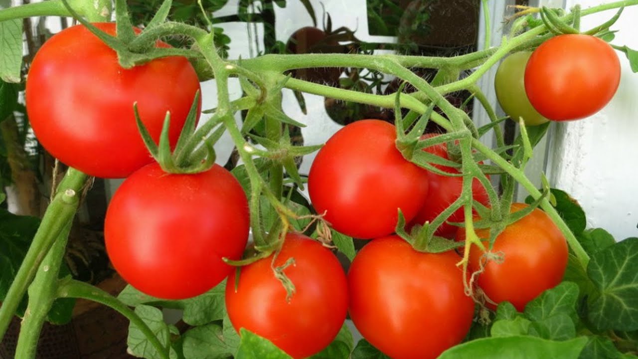 Выращивание томатов дома