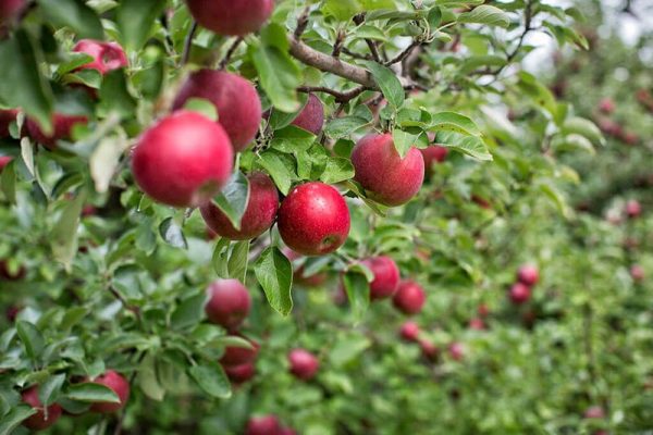 Как правильно посадить яблоню весной и осенью: пошаговая инструкция
