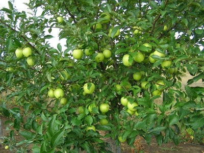 Выращивание яблони из косточки на даче