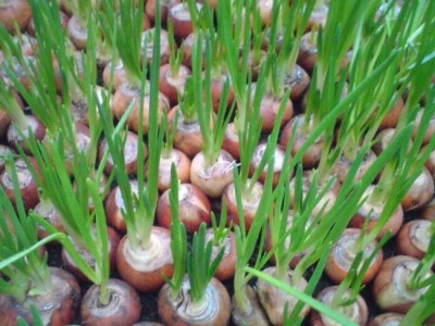 Выращивание зеленого лука на перо