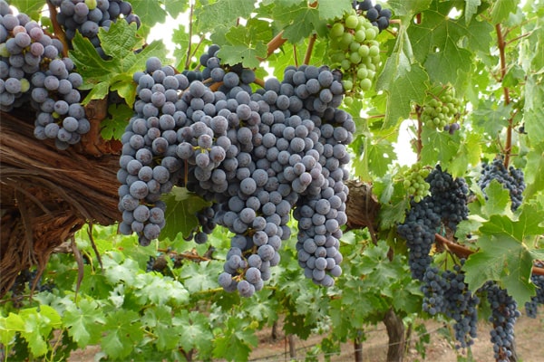 Законопроект о виноградарстве и виноделии внесен в Госдуму