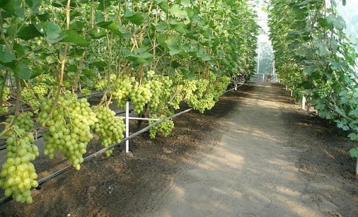 Как выращивать виноград в теплице – АГРАРИЙ