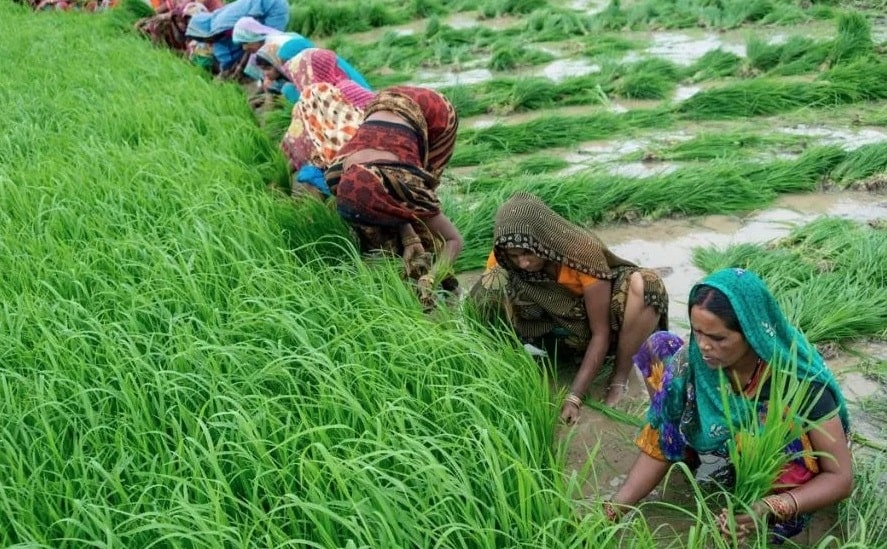 Аграрии Индии потеряли $1 млрд из-за остановки международной торговли