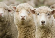 Белоруссия временно запретила ввоз овец и коз из Ивановской области