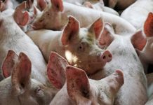 Цены на свинину в Китае продолжают падать по мере роста производства