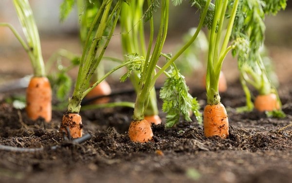 Как выращивать морковь: когда садить корнеплод в открытый грунт