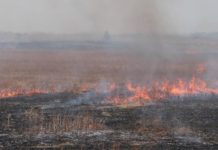 Красноярские власти лишат поддержки фермеров за палы на полях