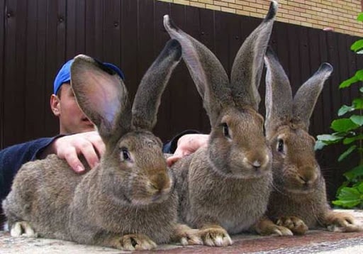 Кролики породы ризен