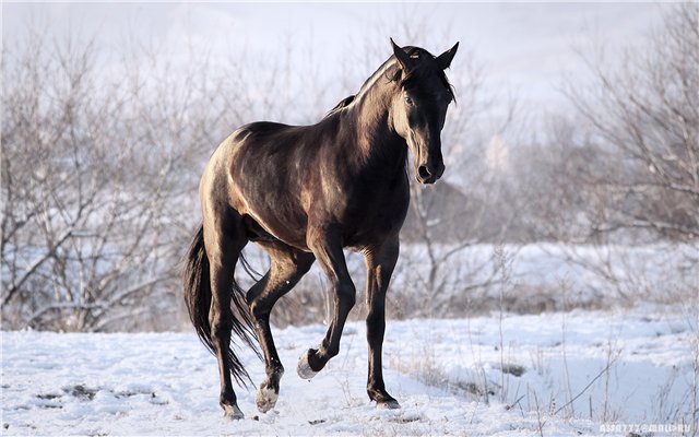 Лошади карачаевской породы
