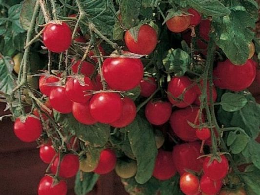 Лучшие сорта помидоров черри для открытого грунта и теплицы