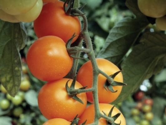 Лучшие сорта помидоров черри для открытого грунта и теплицы