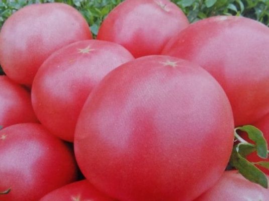 Лучшие сорта розовых томатов