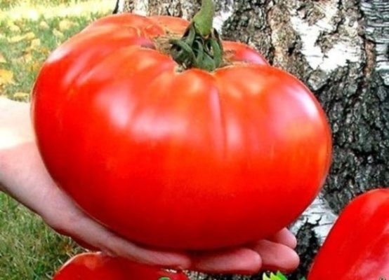 Лучшие сорта томатов