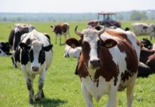 Минсельхоз: субсидии на поддержку молочного скотоводства можно получить по двум направлениям