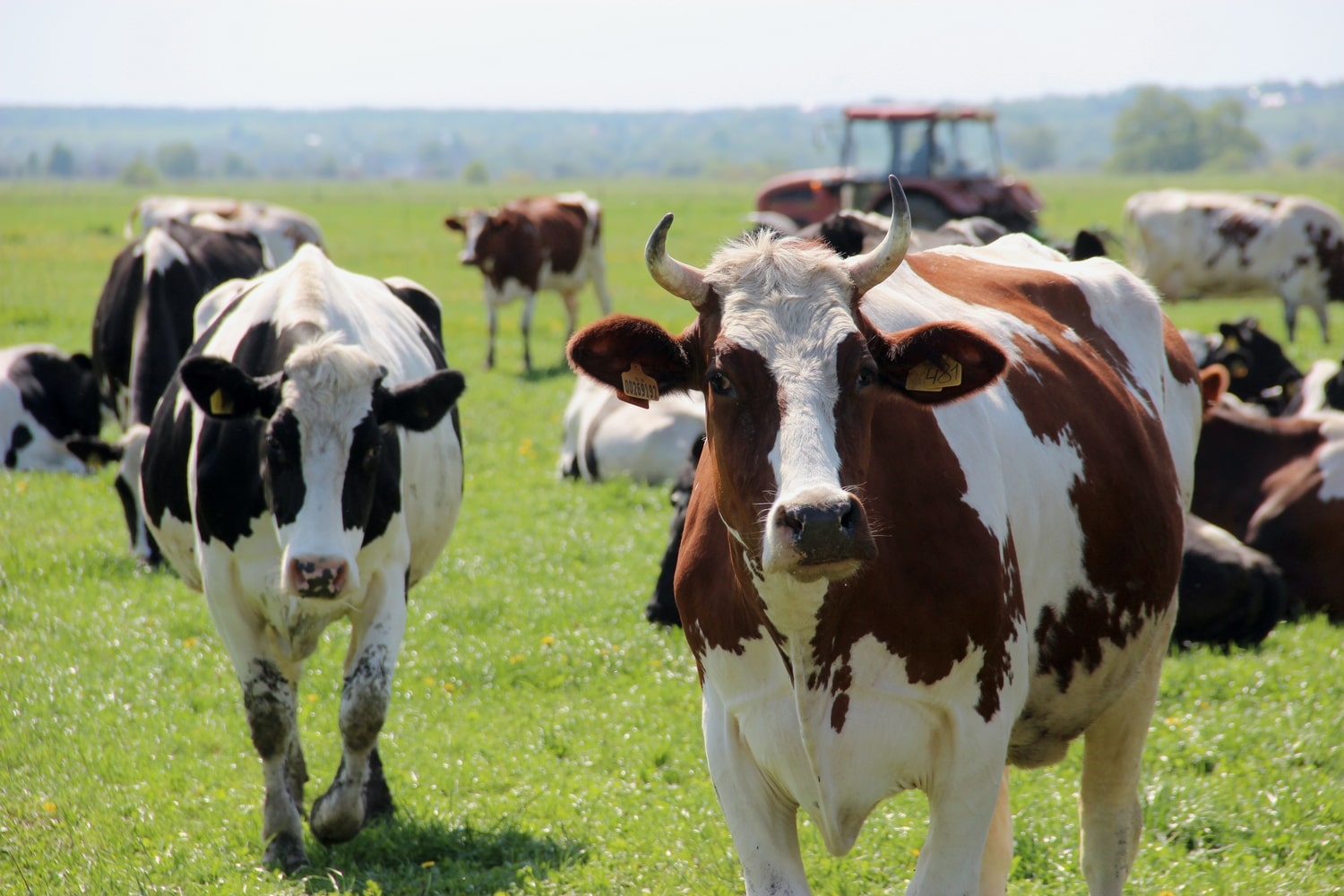Минсельхоз: субсидии на поддержку молочного скотоводства можно получить по двум направлениям