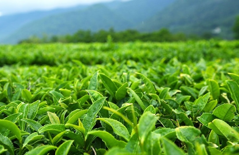 Мировые поставки чая находятся под угрозой