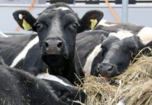 На Ставрополье стали производить больше мяса и молока