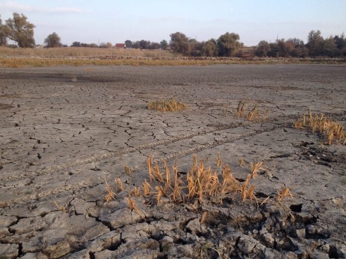 На Украине ожидают снижение урожая из-за пандемии и засухи
