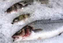 Оптовые цены на мороженную рыбу продолжают снижаться
