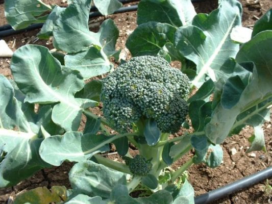 Особенности выращивания капусты брокколи на даче