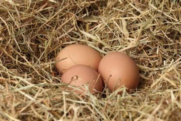 Почему и что делать когда куры едят свои яйца