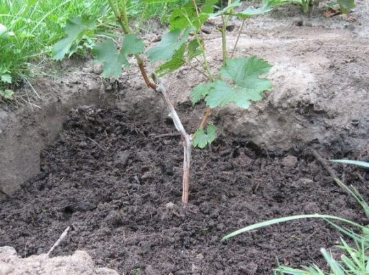 Подготовка почвы и посадка винограда весной