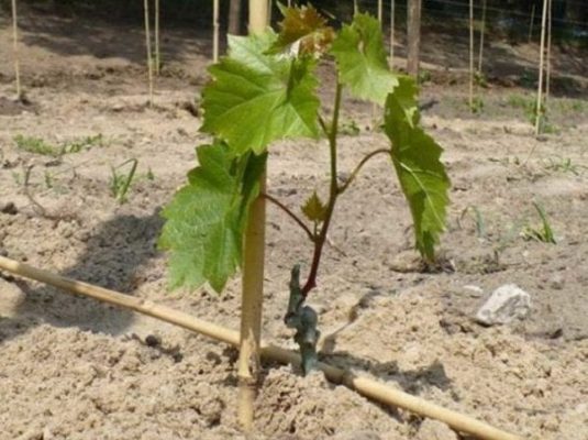 Подготовка почвы и посадка винограда весной