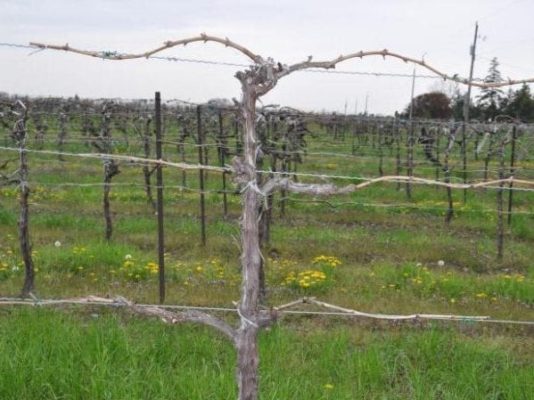 Подвязка винограда весной