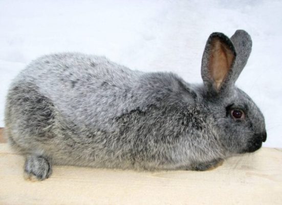 Породы кроликов в Украине