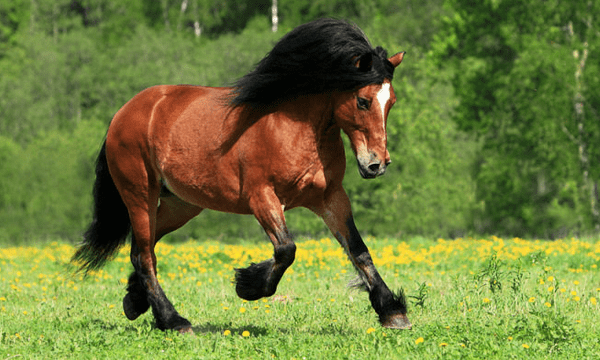 Породы лошадей которые разводят в нашем крае