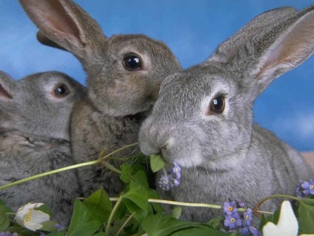 Породы скороспелых кроликов